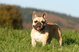 BOULEDOGUE FRANCAIS 1221